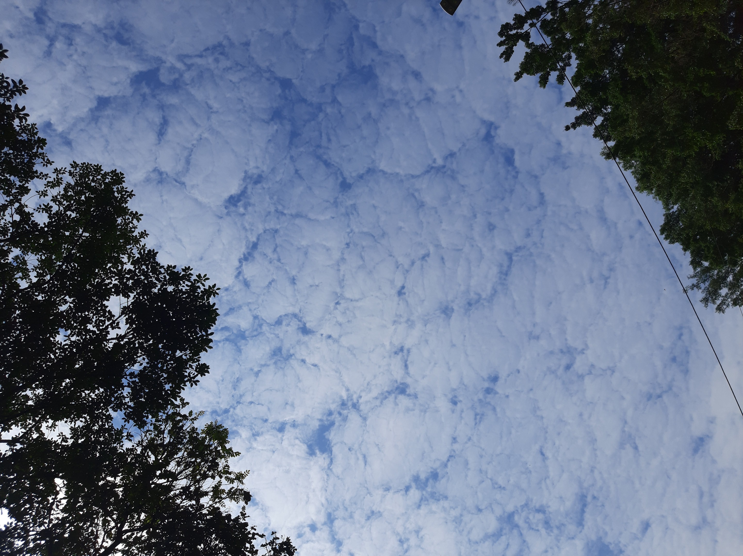 I liked the pattern. Think these are cirrocumulus (Cc)?