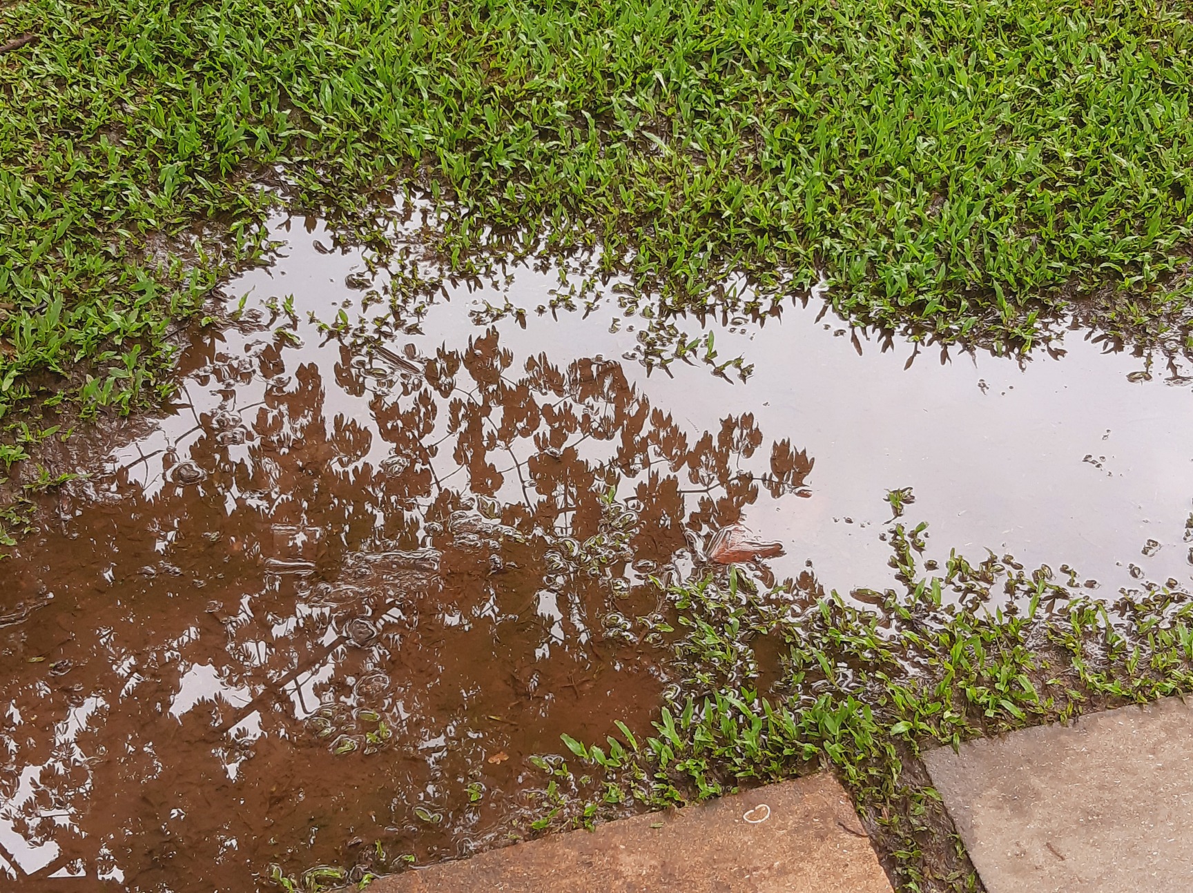 A reflection on a pond on my way to the office, near the Ceiba.