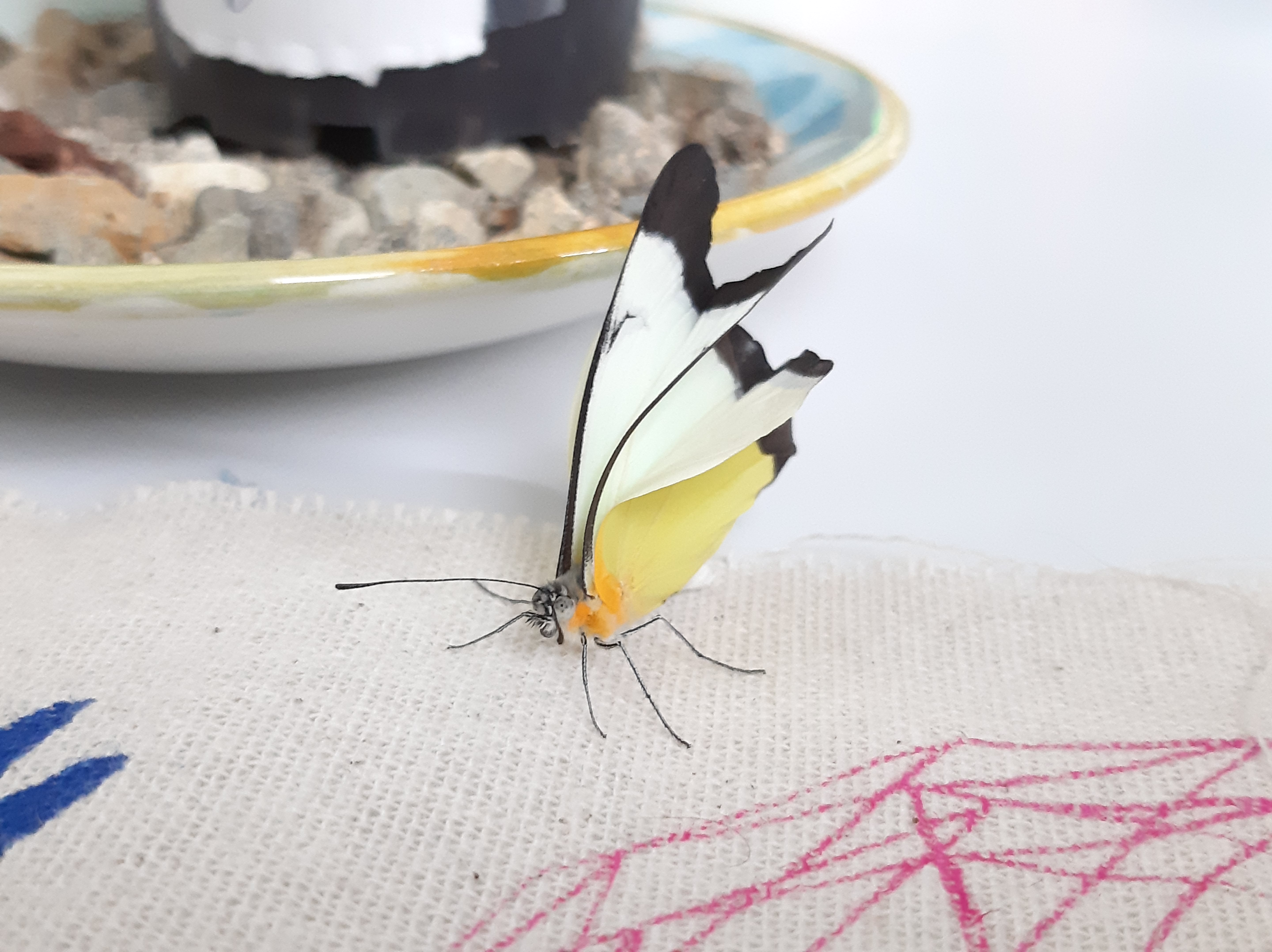 A butterfly I found near the fourth entrance to campus.
One of its wings was broken.
We kept it for a while, but soon let it go…
